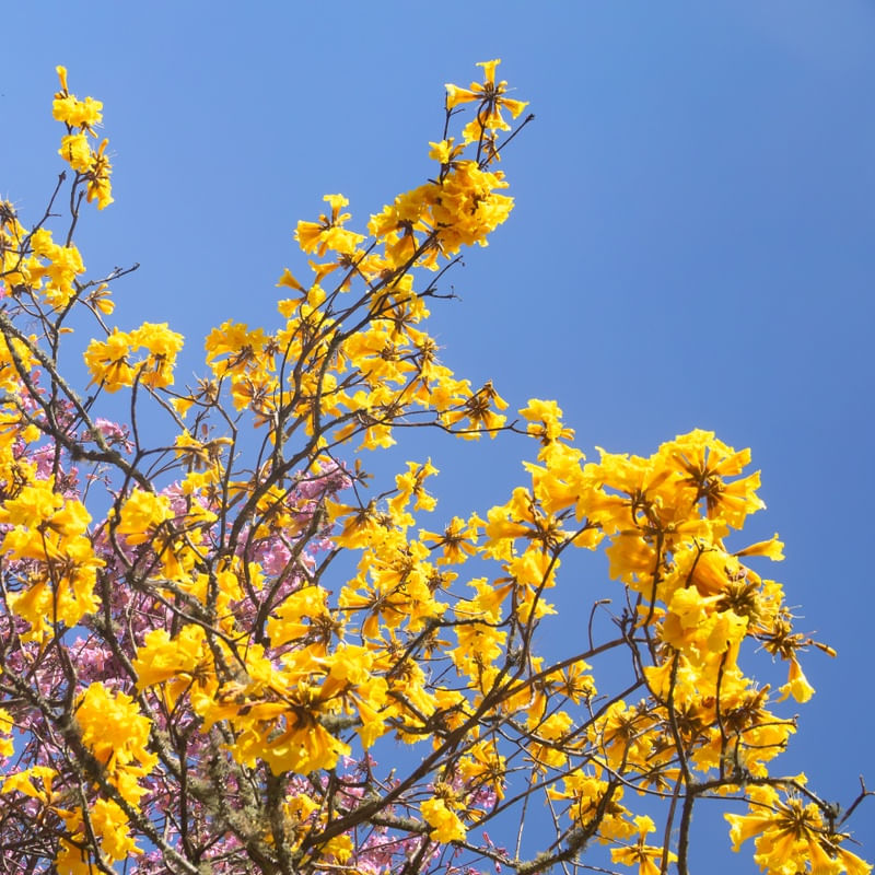 CAMINHOS FLORIDOS 8