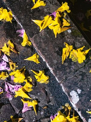 CAMINHOS FLORIDOS 9