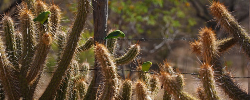 CACTOS DO SERTÃO