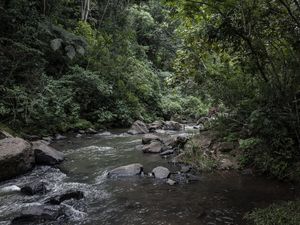 MATA ATLÂNTICA NA BEIRA DE RIO