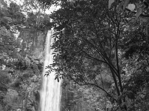 A ÁRVORE E A CACHOEIRA