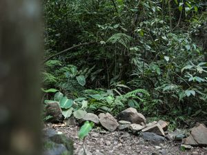 O VERDE DA MATA