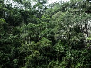 A FLORESTA TROPICAL E SUA BELEZA