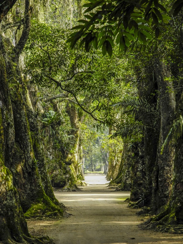 CAMINHO DE ÁRVORES