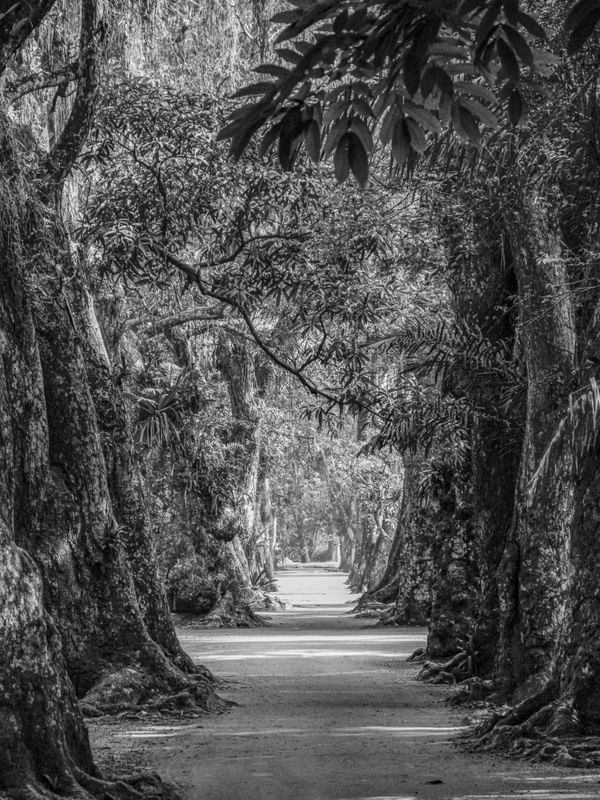 CAMINHO DE ÁRVORES B&W