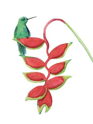 BEIJA FLOR HELICONIA ROSTRATA