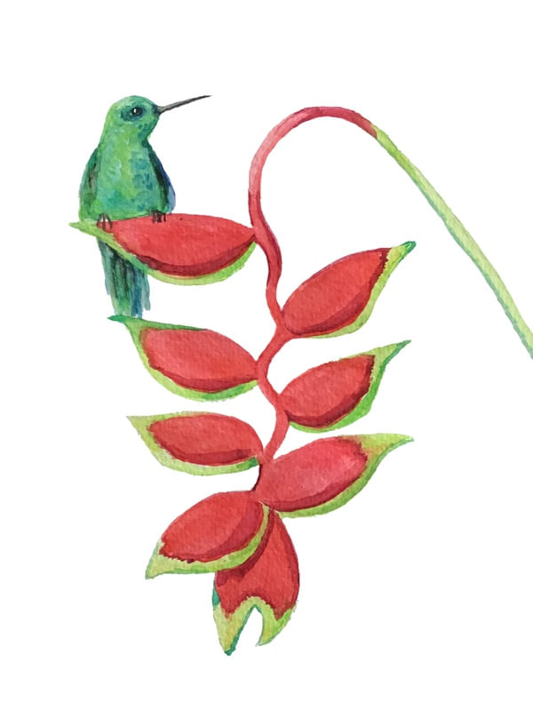 BEIJA FLOR HELICONIA ROSTRATA