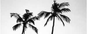 TROPICAL FEELINGS 2