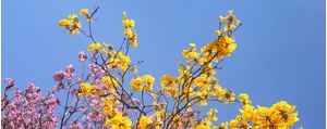CAMINHOS FLORIDOS 10