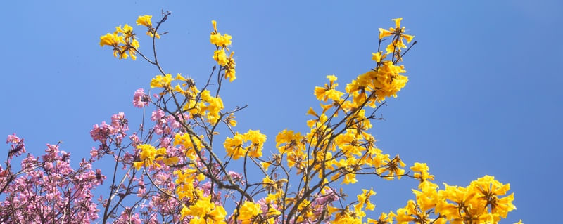 CAMINHOS FLORIDOS 10