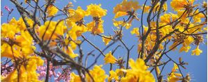 CAMINHOS FLORIDOS 11