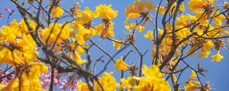 CAMINHOS FLORIDOS 11
