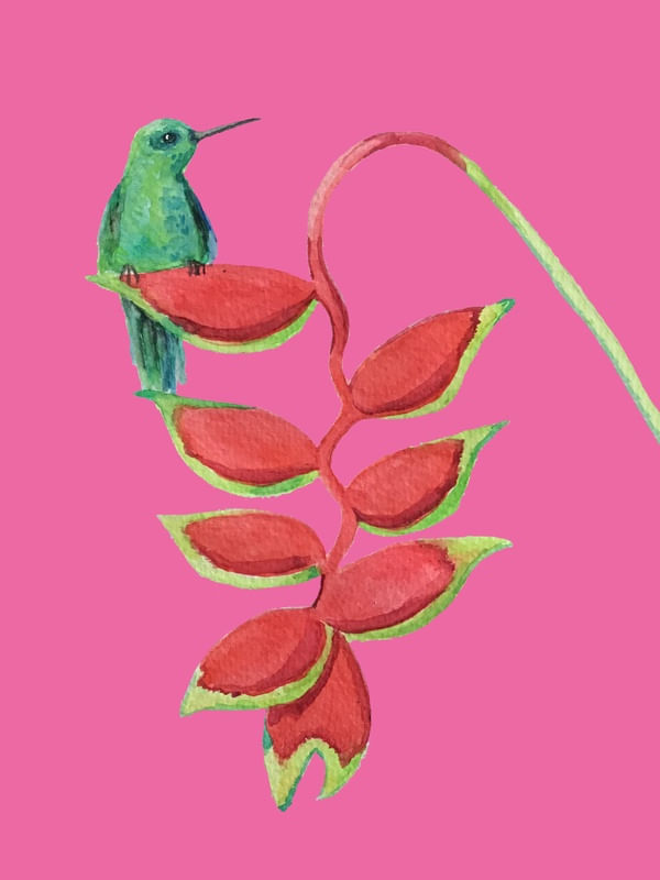 BEIJA FLOR PINK