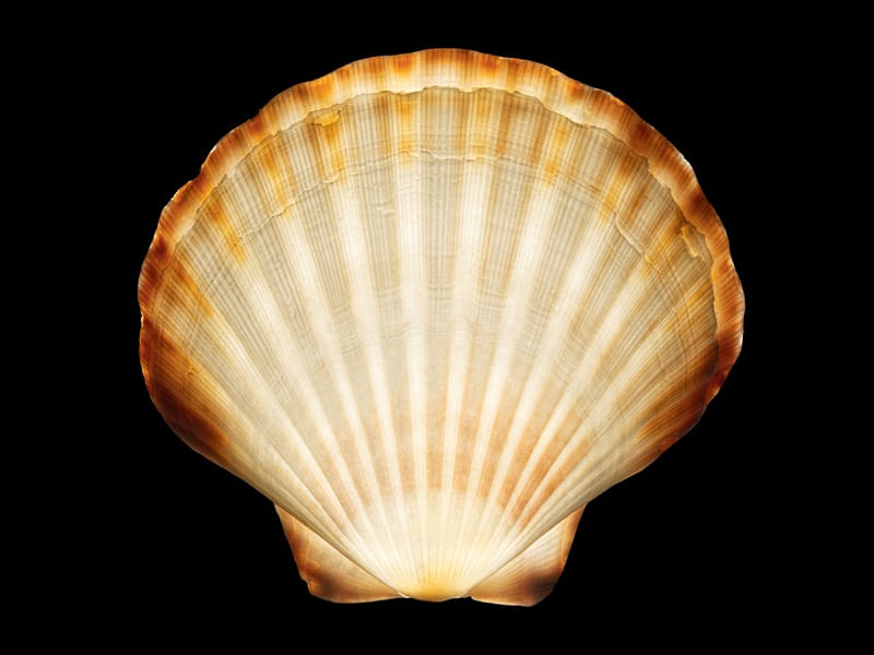 COQUILLES 6