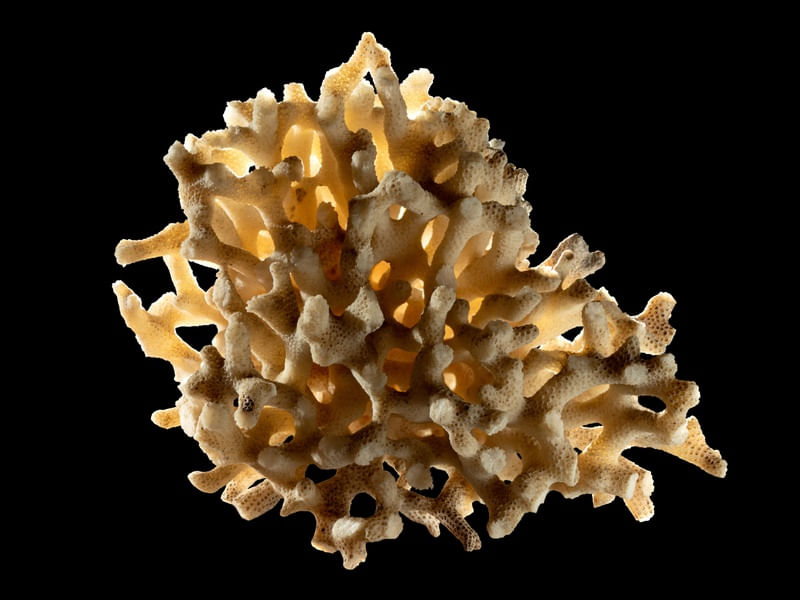 CORAL 3