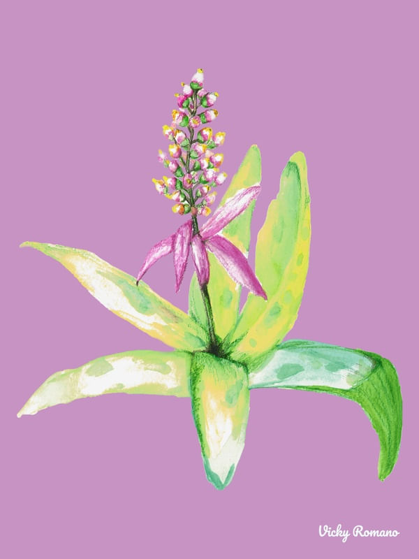 BROMÉLIA TROPICAL LILÁS