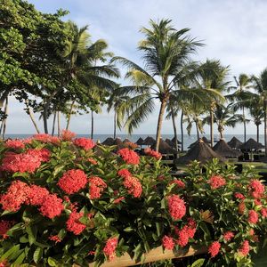 JARDIM NA PRAIA