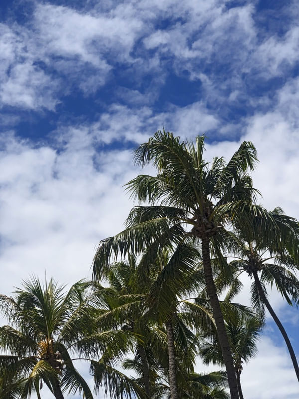 PARADIS