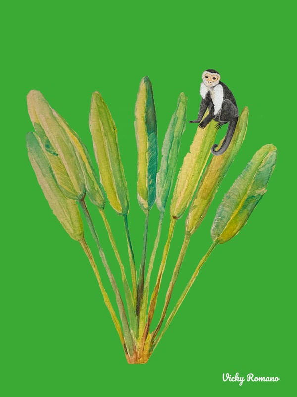 PALMEIRA COM MACACO