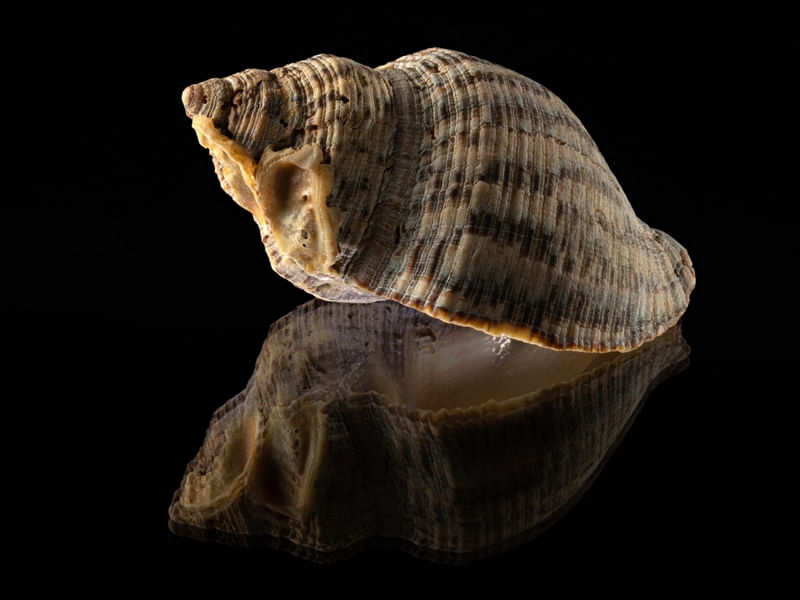 SEASHELL 7