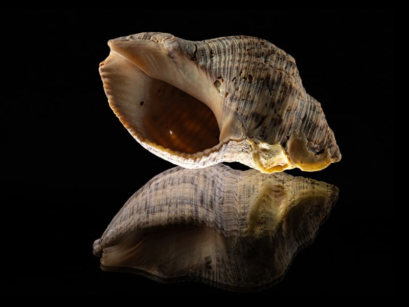 SEASHELL 8