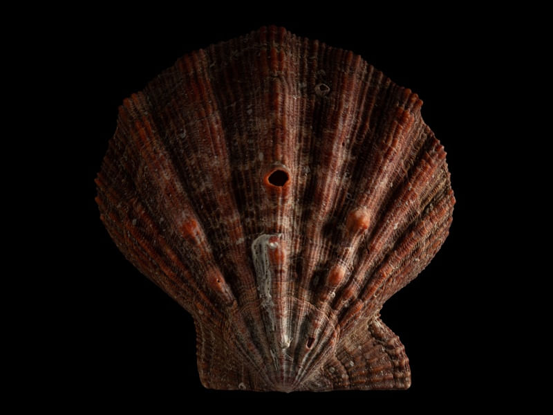 COQUILLES 3