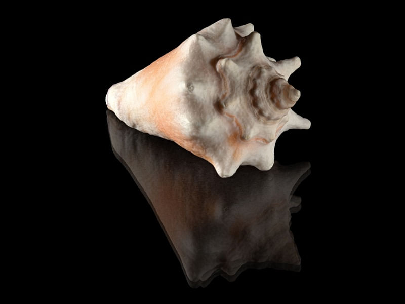 SEASHELL 9